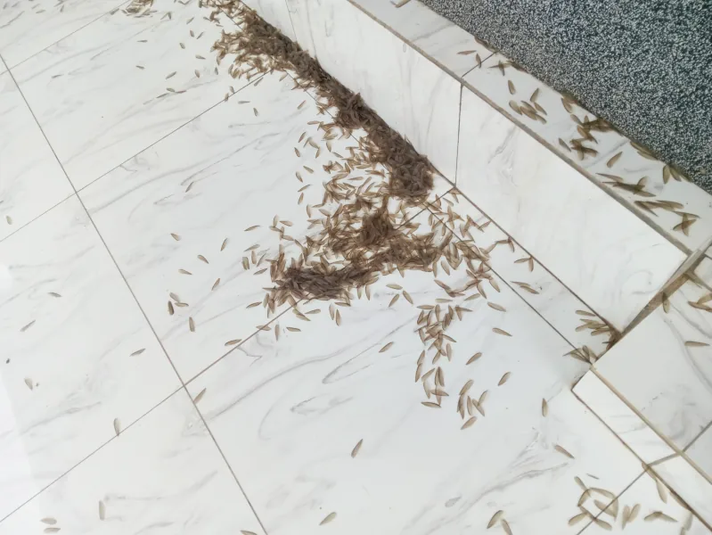 Remnants of termites